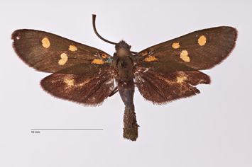 preview Zygaena (Zygaena) transalpina sorrentina f. aureomaculata Stauder, 1921
